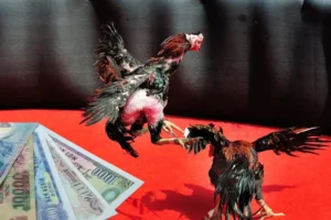 Bí Kíp Chơi Đá Gà Sabong Tại Vin777 Giúp Bạn Luôn Thắng Lớn